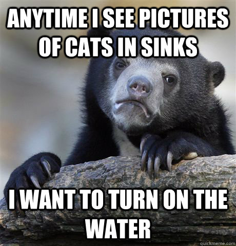 Anytime I see pictures of cats in sinks I want to turn on the water - Anytime I see pictures of cats in sinks I want to turn on the water  Confession Bear