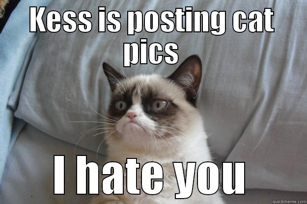 KESS IS POSTING CAT PICS I HATE YOU Grumpy Cat