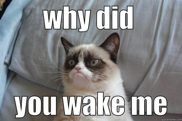 WHY DID  YOU WAKE ME Grumpy Cat