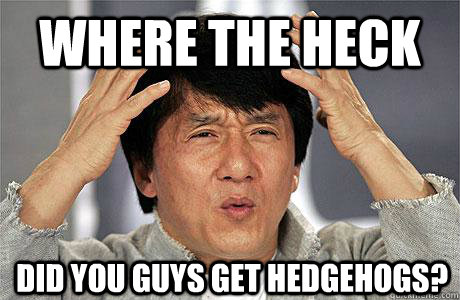 Where the heck did you guys get hedgehogs?  EPIC JACKIE CHAN