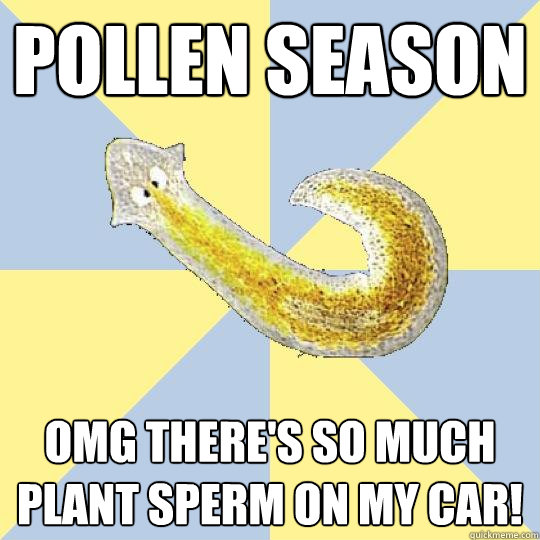 Pollen season  omg there's so much plant sperm on my car! - Pollen season  omg there's so much plant sperm on my car!  Bio Major Planarian