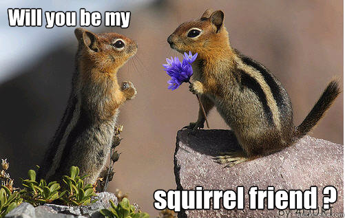 Will you be my squirrel friend ? - Will you be my squirrel friend ?  Squirrelfriend