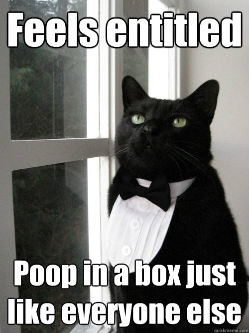 Feels entitled Poop in a box just like everyone else  One Percent Cat