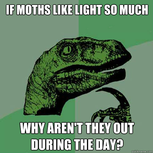 If moths like light so much Why aren't they out during the day? - If moths like light so much Why aren't they out during the day?  Philosoraptor