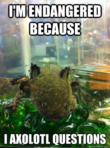 I'm Endangered Because I Axolotl Questions - I'm Endangered Because I Axolotl Questions  Misc