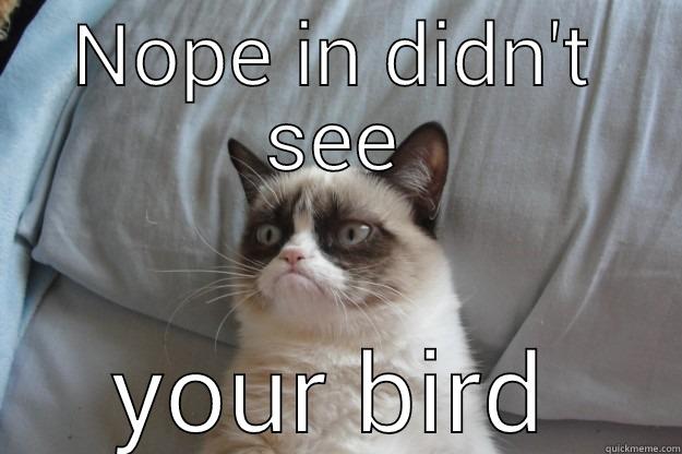 NOPE IN DIDN'T SEE YOUR BIRD Grumpy Cat