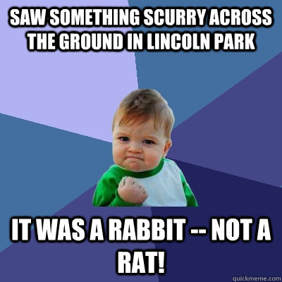 saw something scurry across the ground in Lincoln Park It was a rabbit -- NOT a rat! - saw something scurry across the ground in Lincoln Park It was a rabbit -- NOT a rat!  Success Kid