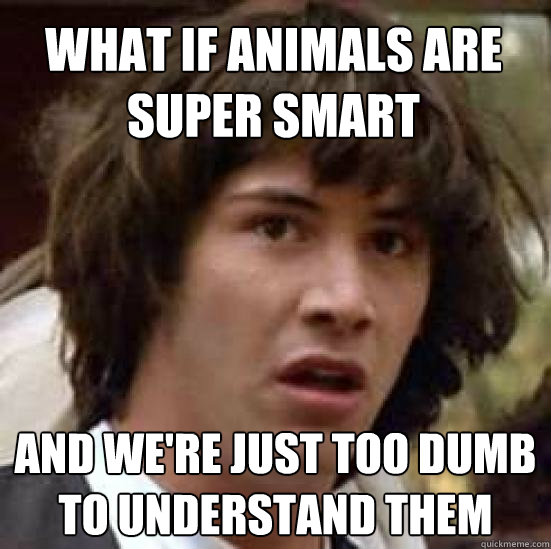 WHAT IF animals are super smart and we're just too dumb to understand them  conspiracy keanu