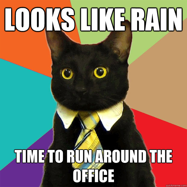 Looks like rain Time to run around the office  Business Cat