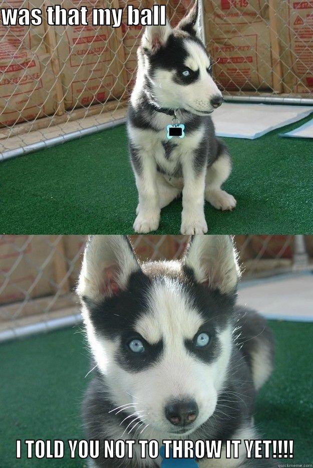 i told you not to  - WAS THAT MY BALL                                  I TOLD YOU NOT TO THROW IT YET!!!! Insanity puppy