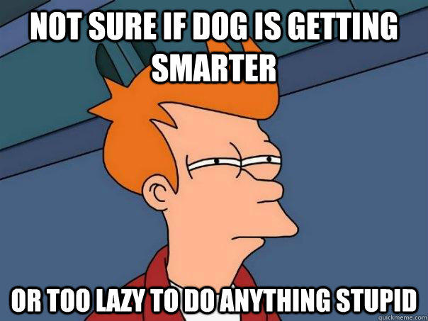 Not sure if dog is getting smarter Or too lazy to do anything stupid  