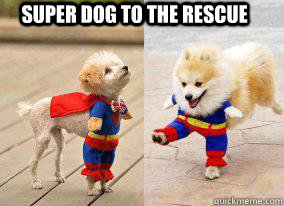 Super Dog to the rescue  