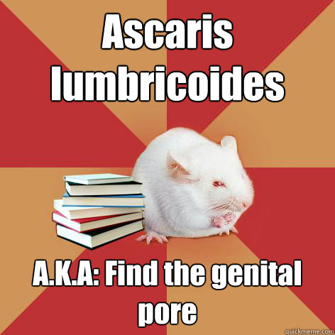 Ascaris lumbricoides A.K.A: Find the genital pore  Science Major Mouse