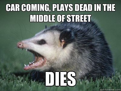 Car coming, plays dead in the middle of street dies - Car coming, plays dead in the middle of street dies  Opposum