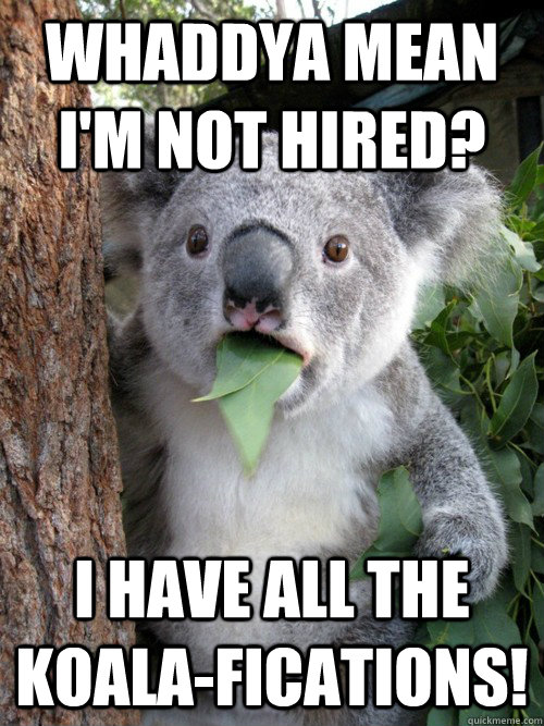 Whaddya mean I'm not hired? I have all the koala-fications!  koala bear