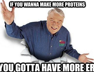 if you wanna make more proteins You gotta have more er  Obvious John Madden