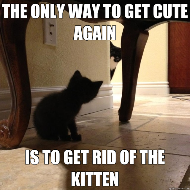 THE ONLY WAY TO GET CUTE AGAIN IS TO GET RID OF THE KITTEN - THE ONLY WAY TO GET CUTE AGAIN IS TO GET RID OF THE KITTEN  pedobear has been reincarnated