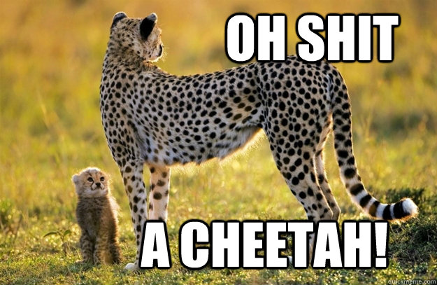 oh shit a cheetah! - oh shit a cheetah!  Surprized Cheetah