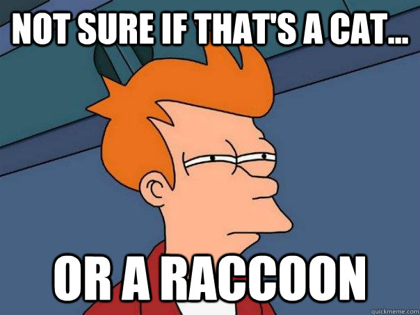 Not sure if that's a cat... or a raccoon  Futurama Fry