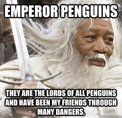 Emperor penguins They are the lords of all penguins and have been my friends through many dangers. - Emperor penguins They are the lords of all penguins and have been my friends through many dangers.  Misc