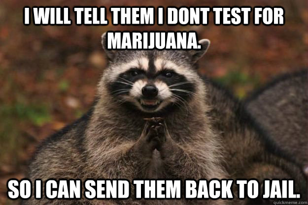 I will tell them i dont test for marijuana. So I can send them back to jail. - I will tell them i dont test for marijuana. So I can send them back to jail.  Evil Plotting Raccoon