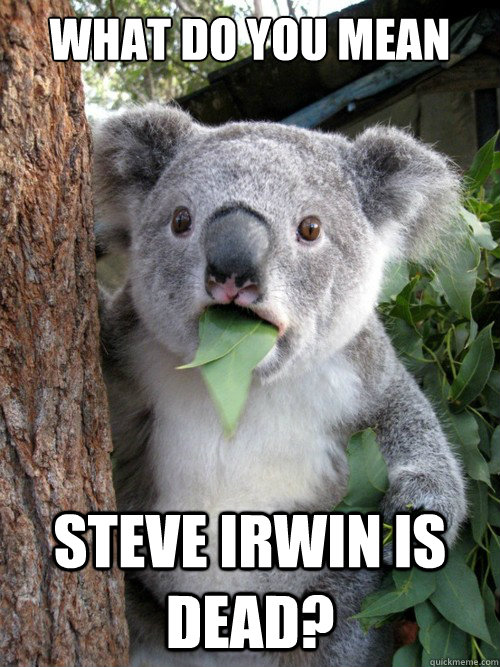 What do you mean Steve Irwin is dead?  koala bear