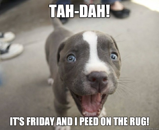 TAH-DAH! IT'S FRIDAY AND I PEED ON THE RUG! - TAH-DAH! IT'S FRIDAY AND I PEED ON THE RUG!  Excited Little Puppy