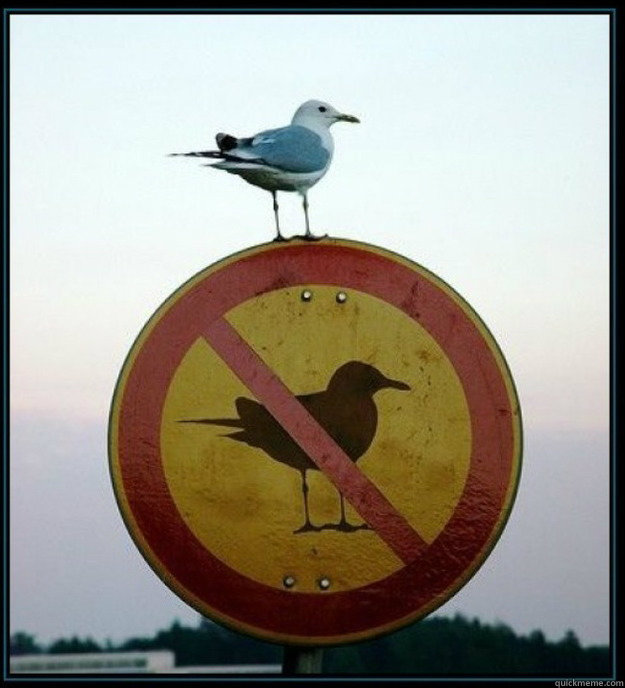 Untitled -   Irony Bird