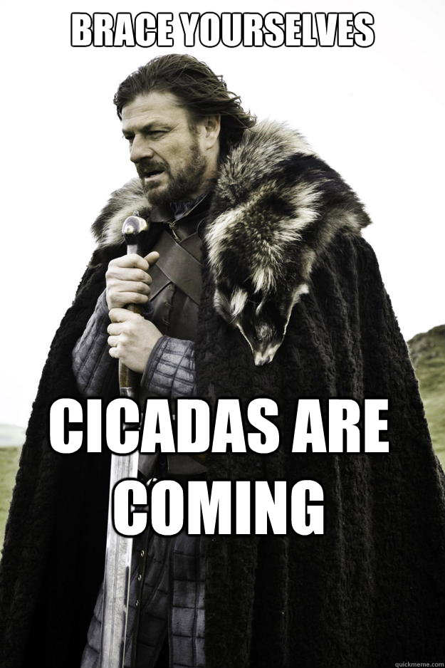 Brace Yourselves Cicadas are coming - Brace Yourselves Cicadas are coming  Winter is coming