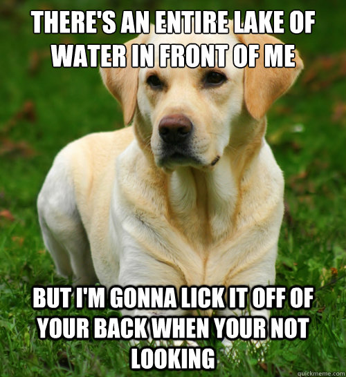 There's an entire lake of water in front of me But I'm gonna lick it off of  your back when your not looking  Dog Logic