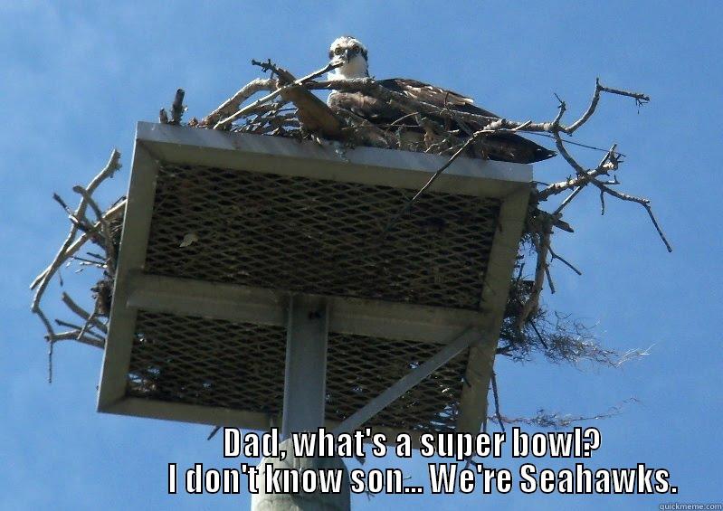 super sad seahawk -                   DAD, WHAT'S A SUPER BOWL?                     I DON'T KNOW SON... WE'RE SEAHAWKS. Misc