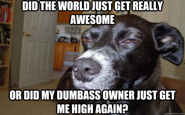 Did the world just get really awesome Or did my dumbass owner just get me high again?  Skeptical Mutt