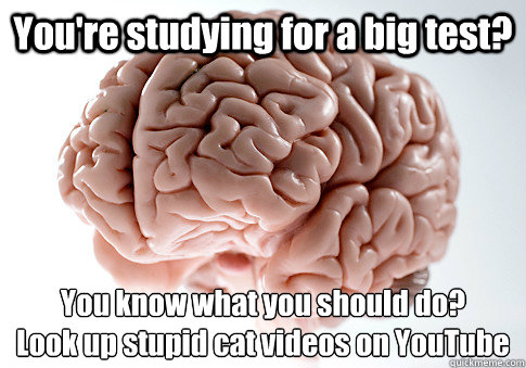 You're studying for a big test? You know what you should do?
Look up stupid cat videos on YouTube  Scumbag Brain