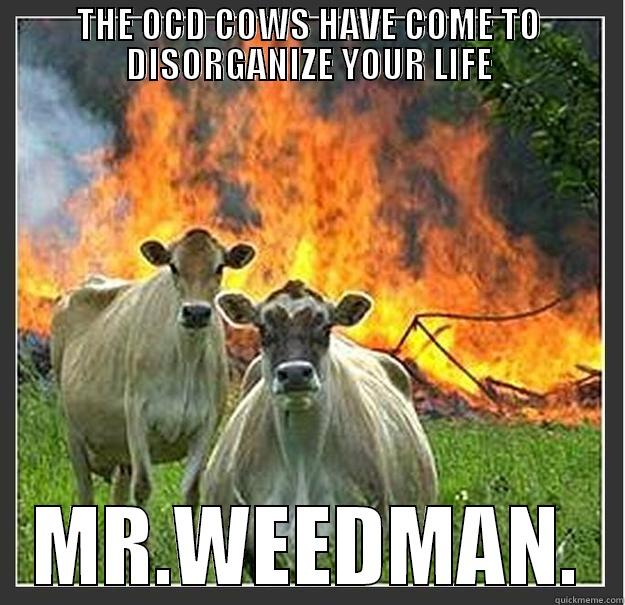 THE OCD COWS HAVE COME TO DISORGANIZE YOUR LIFE MR.WEEDMAN. Evil cows