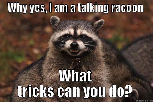 WHY YES, I AM A TALKING RACOON WHAT TRICKS CAN YOU DO? Evil Plotting Raccoon