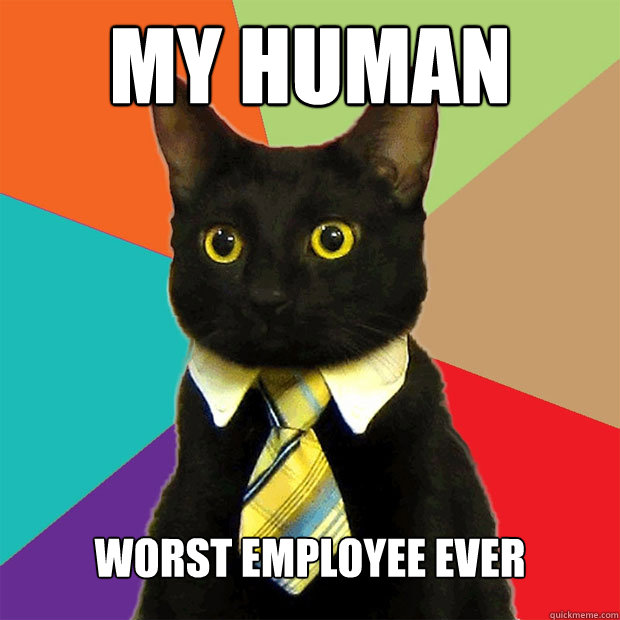 my human worst employee ever  Business Cat