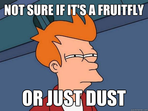 not sure if it's a fruitfly or just dust  Futurama Fry