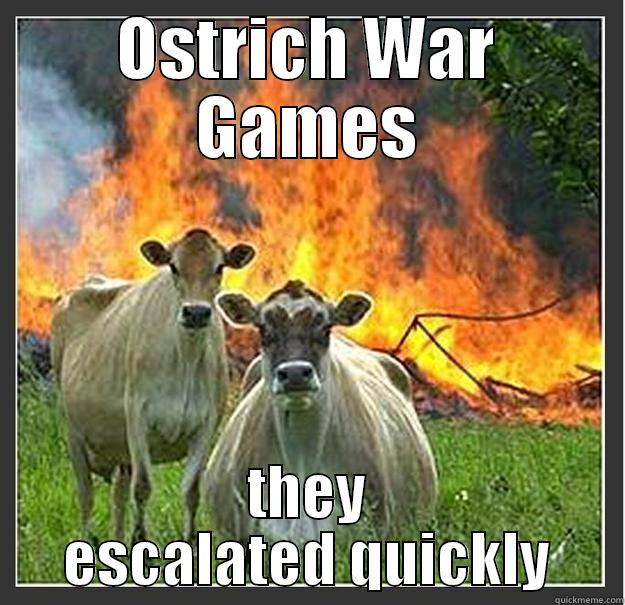 OSTRICH WAR GAMES THEY ESCALATED QUICKLY Evil cows