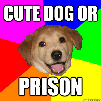 cute dog or prison - cute dog or prison  Advice Dog