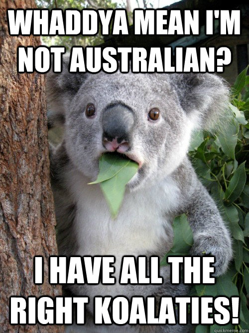 Whaddya mean I'm not Australian? I have all the right Koalaties! - Whaddya mean I'm not Australian? I have all the right Koalaties!  koala bear