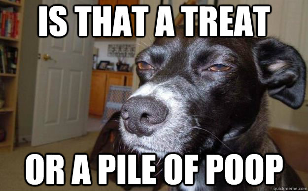 is that a treat or a pile of poop  Skeptical Mutt