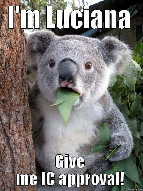 I'M LUCIANA GIVE ME IC APPROVAL! koala bear