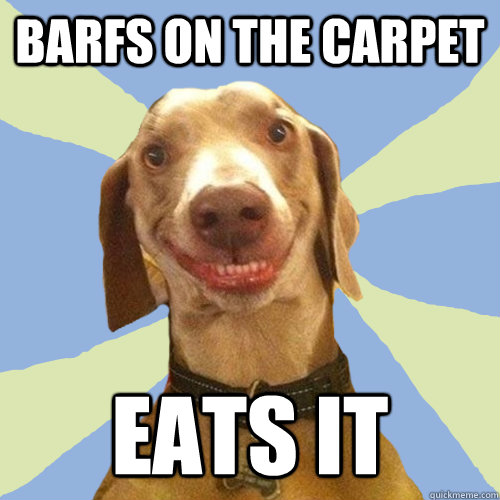 Barfs on the carpet Eats it  Disgusting Doggy