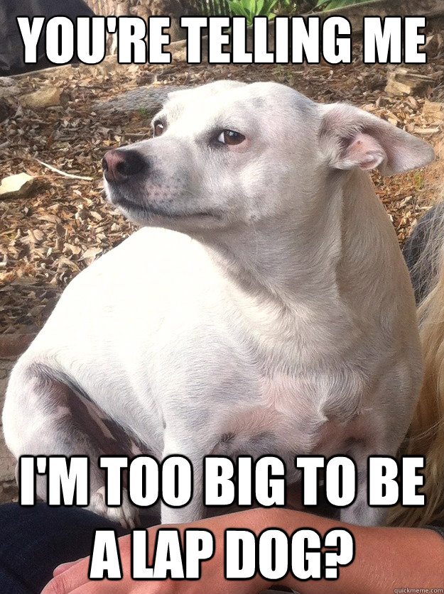 YOU'RE TELLING ME I'M TOO BIG TO BE A LAP DOG?  