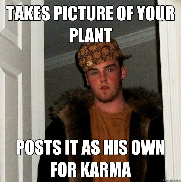 TAKES PICTURE OF YOUR PLANT POSTS IT AS HIS OWN FOR KARMA  Scumbag Steve