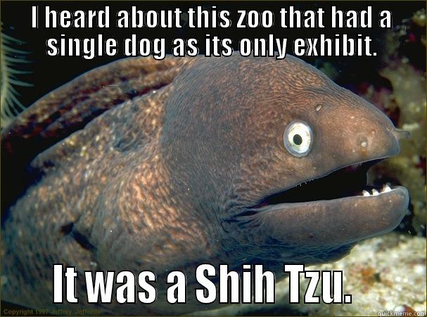 I HEARD ABOUT THIS ZOO THAT HAD A SINGLE DOG AS ITS ONLY EXHIBIT.     IT WAS A SHIH TZU.       Bad Joke Eel