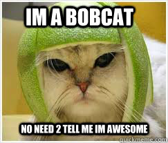 im a bobcat no need 2 tell me im awesome  Bobcat