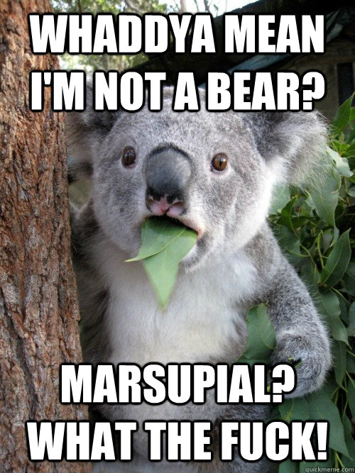 Whaddya mean I'm not a bear? marsupial? What the fuck! - Whaddya mean I'm not a bear? marsupial? What the fuck!  koala bear