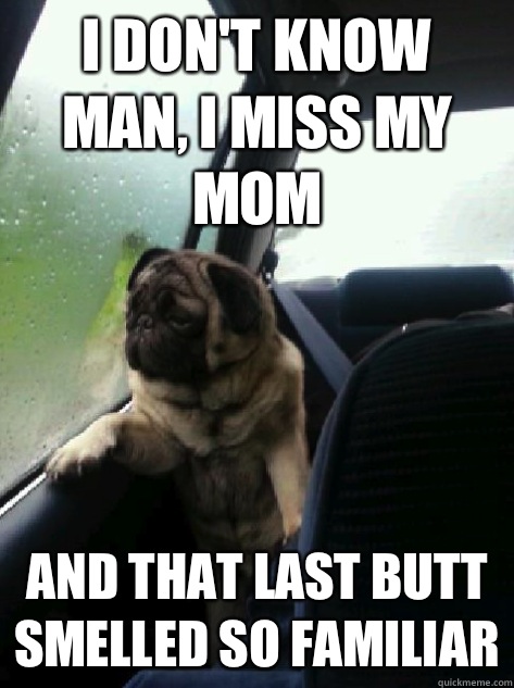 I don't know man, I miss my mom And that last butt smelled so familiar  Introspective Pug