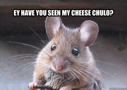 Ey have you seen my cheese chulo? - Ey have you seen my cheese chulo?  Ernesto the rat